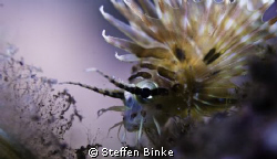 Lionfish Baby by Steffen Binke 
